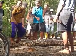 Petani di Buton Ditemukan Tewas Dimangsa Ular Piton 5 Meter