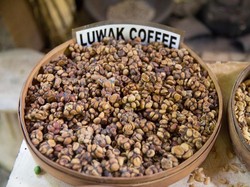 Kopi Luwak Keluar Lewat Anus, Apakah Halal Dikonsumsi?