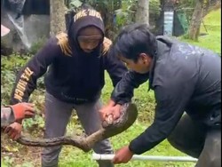 Puluhan Ular Piton Muncul di Tepi Danau Buyan Bali, BKSDA Ungkap Penyebabnya