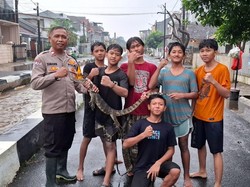 Polisi dan Bocil Tangkap Biawak Masuk Rumah Saat Banjir di Ciputat