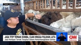 VIDEO: Jasa Titip Ternak Domba, Cuan hingga Puluhan Juta