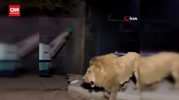 VIDEO: Singa Kabur Ditembak Mati Usai Serang Petani di Turki