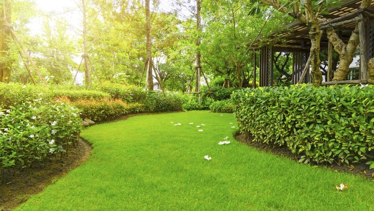 landscape of smooth green grass lawn, Plumeria flowers on turf, trees with supporting, shrub and wooden trellis in a good maintenance garden