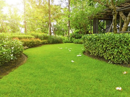 5 Jenis Rumput Taman, Ada yang Tak Perlu Sering Dipotong