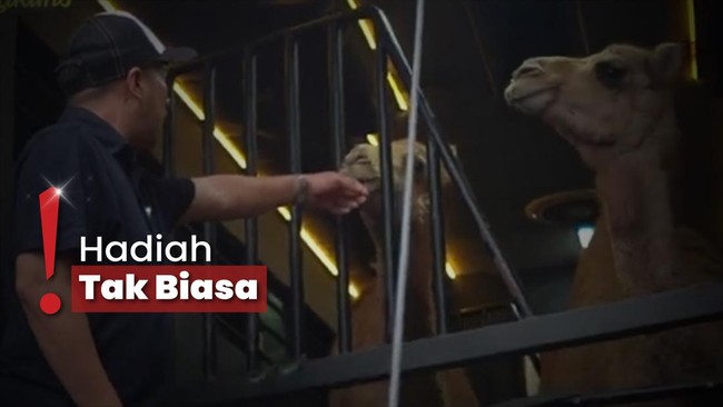 Ultah Pernikahan ke-18, Irfan Hakim Kaget Dapat Hadiah Unta