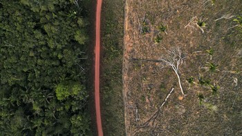 FOTO: Hutan Amazon Terjembab ke Titik Kritis Imbas Penggundulan