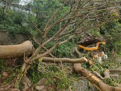 Pohon Keramat Tumbang Timpa Pura di Karangasem
