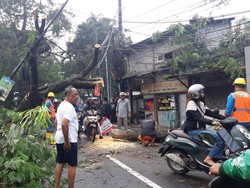 Pohon Tumbang Timpa Tiang dan Kabel Listrik di Ciputat Timur