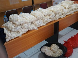 Penyelundupan 5.400 Telur Penyu Berhasil Digagalkan