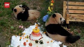 VIDEO: Gemasnya Panda Mang Cancan Nikmati Kue Ulang Tahun