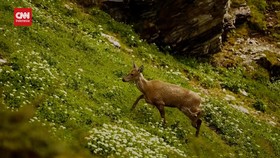 VIDEO: Penampakan Rusa Andes Paling Langka di Patagonia