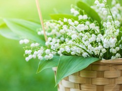 Mengenal Lily of The Valley, Bunga Mahal Favorit Pengantin, Dipakai Luna Maya