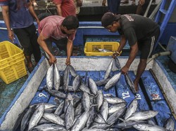 KKP Bantah Makan Bergizi Gratis Bikin Harga Ikan Naik Saat Ramadan