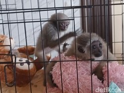 Malang Nasib Owa Jawa di Tangan Orang Jahat