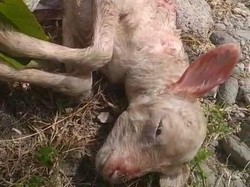 Heboh Ternak Mati Mendadak di Kulon Progo, Diduga Diserang Hewan Liar