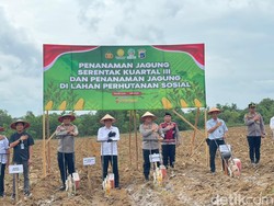 Jaga Harga Pangan Stabil, Polda Kalsel Tanam Jagung Pakan Serentak