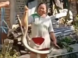 Viral Emak-emak Tangkap Ular Sanca di Tepi Sungai Mijen Semarang