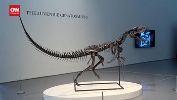 VIDEO: Fosil Ceratosaurus Langka Dilelang Hampir Rp100 Miliar