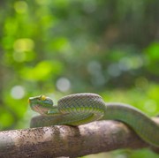 Hati-Hati, 4 Aroma Ini Bisa Menarik Ular Masuk ke Halaman Rumah