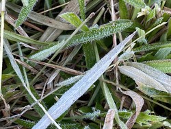 Brrr! Embun Dieng Membeku Pagi Ini, Suhu 0 Derajat Celsius