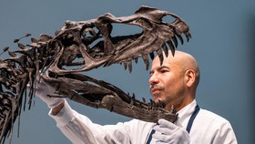 FOTO: Penampakan Fosil Ceratosaurus Langka Senilai Rp97 Miliar