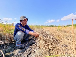 Diserbu Wereng, Puluhan Hektare Sawah di Ponorogo Gagal Panen