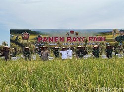 Panglima TNI Panen 80 Hektare Padi di Deli Serdang, Hasilkan 520 Ton