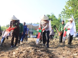 Penanaman Jagung di 2 Hektare Hutan Bojonegoro demi Ketahanan Pangan