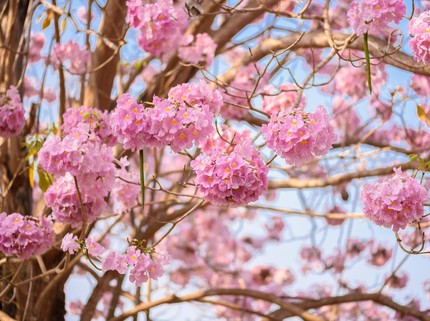 Disebut Mirip Sakura, Ini 4 Jenis Pohon Tabebuya Berdasarkan Warna