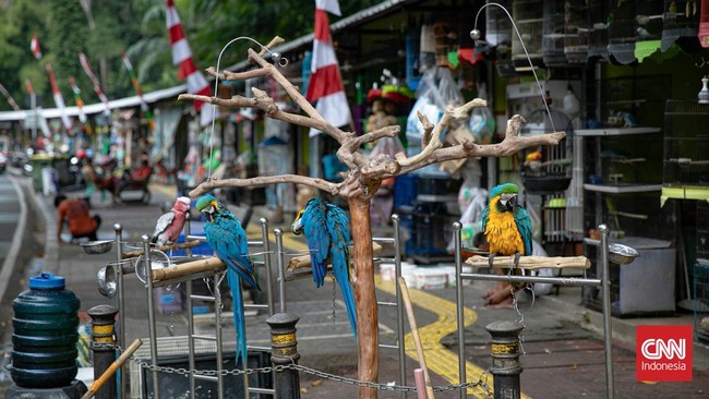Pemprov DKI Jakarta targetkan pembangunan Sentra Fauna dan Kuliner di Lenteng Agung selesai September 2025, dengan 125 kios untuk pedagang Pasar Barito.