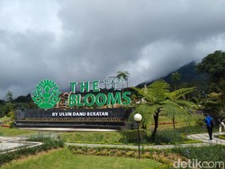 Pariwisata Terdampak Jalan Ambles, Kunjungan The Blooms Garden Anjlok 20%