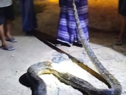 Ular Piton 7 Meter Berkeliaran di Perumahan Erlangga Baubau