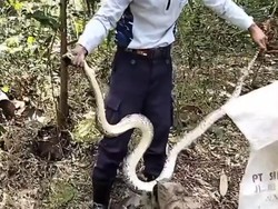 Sanca 2,7 Meter Ditangkap Damkar Gunungkidul Usai Kerap Mangsa Ternak