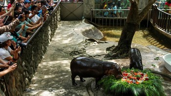 FOTO: Ribuan Orang Rayakan Ultah Moo Deng di Kebun Binatang Thailand