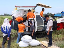 Dukung Ketahanan Pangan Nasional, Panglima TNI Panen Raya Padi di Sumut