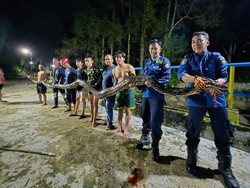 Damkar Palopo 2 Jam Buru Ular Piton 6 Meter Sembunyi di Bendungan Murante