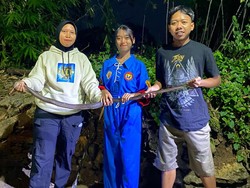 2 Wanita Tangkap Kobra Jawa Ngumpet di Kandang Ayam Sragen