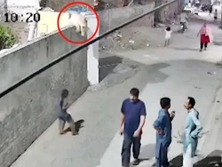 Singa Lepas dari Kandang Ilegal di Pakistan, Terkam Ibu dan Anak