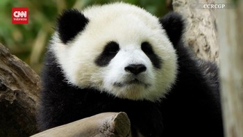VIDEO: Melihat Dua Bayi Panda Menggemaskan di Konservasi China