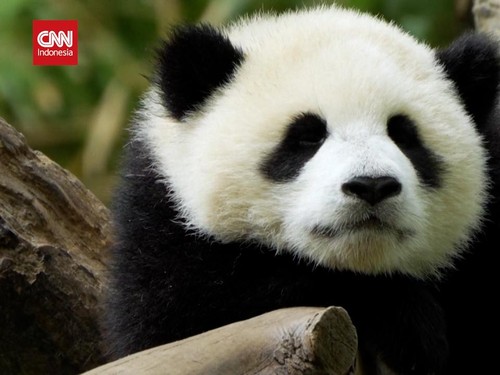 VIDEO: Melihat Dua Bayi Panda Menggemaskan di Konservasi China