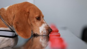 FOTO: Anjing Pelacak Bantu Meksiko Lawan Ulat Pemakan Daging