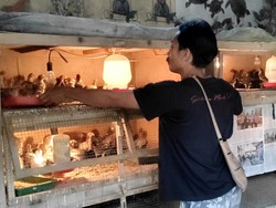 Kisah Pebisnis Ayam Caru di Badung, Minim Dilirik tapi Banyak Dibutuhkan