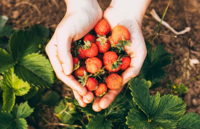 Strawberry/Foto: freepik.com/freepik