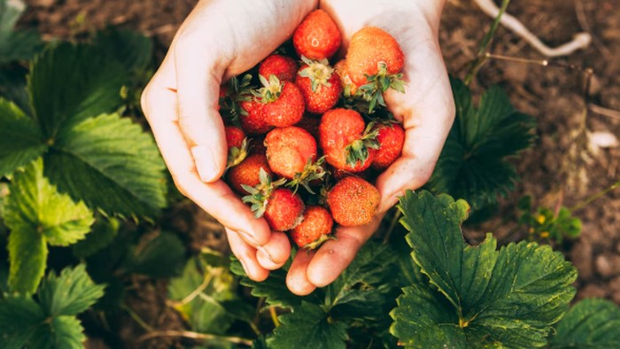Strawberry/Foto: freepik.com/freepik