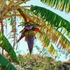 Sering Dibuang, Ternyata Ini 8 Manfaat Konsumsi Jantung Pisang Bagi Tubuh