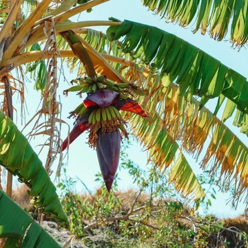 Sering Dibuang, Ternyata Ini 8 Manfaat Konsumsi Jantung Pisang Bagi Tubuh