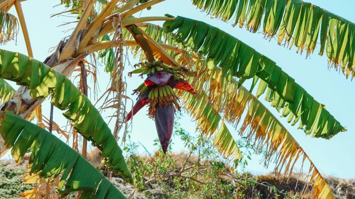 img-title Sering Dibuang, Ternyata Ini 8 Manfaat Konsumsi Jantung Pisang Bagi Tubuh