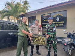 Gagal Diselundupkan ke Surabaya, 1.260 Burung Dilindungi Disita di Maumere