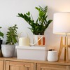 6 Tempat Terbaik Menaruh Tanaman Hias Menurut Feng Shui