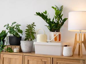 6 Tempat Terbaik Menaruh Tanaman Hias Menurut Feng Shui